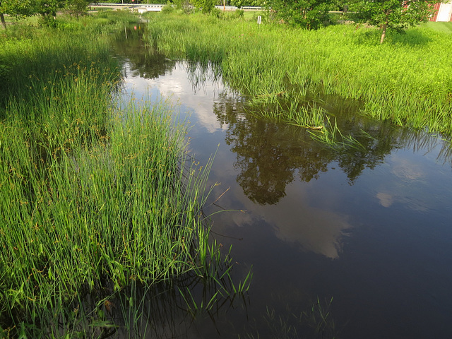 Flooded Bell River