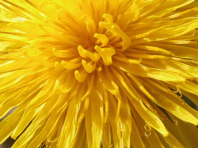 The pretty flower of the dandelion