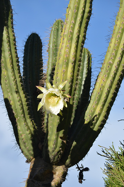 Bolivia, Copacabana, Blooming Cactus on the Square of February 2