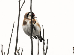 20180403 3341CPw [D~AUR] Stieglitz (Carduelis carduelis), Leybuchtsiel, Greetsiel