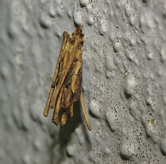 Bagworm IMG_1550