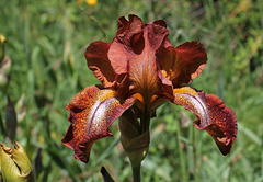 Iris 'Cayenne Capers'