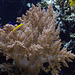 IMG_4467Coral