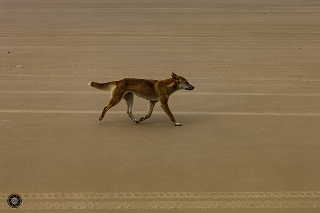 Australian dingo