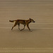 Australian dingo