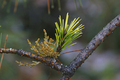 Western Dwarf Mistletoe