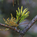 Western Dwarf Mistletoe