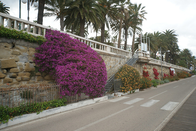 Flowers On The Seafront