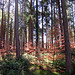 Spring Forrest in Munich-Gruenwald