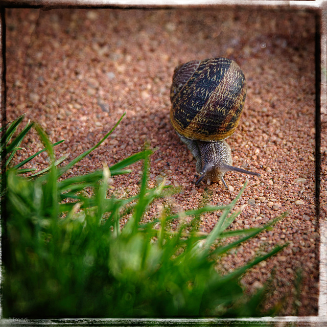 Wildwechsel im Garten...