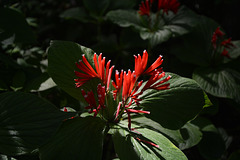 Mexico, A Bright Red Flower in the Sumidero Canyon National Park