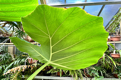 Hortus Botanicus 2022 – Giant elephant ear