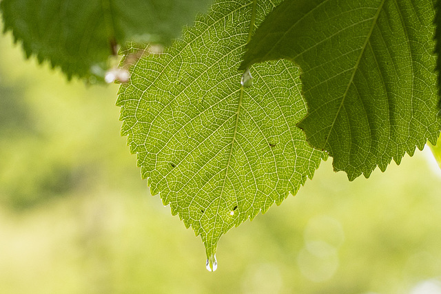 20250365-144 20250365-144