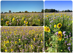 Niort-la-FontaineCollage