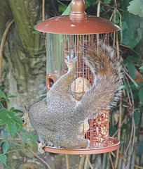 Grey Squirrel