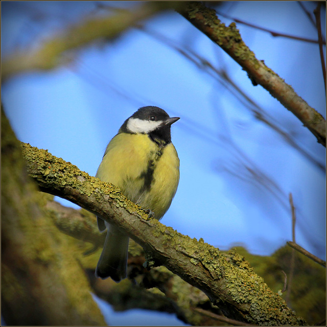 Mésange charbonière