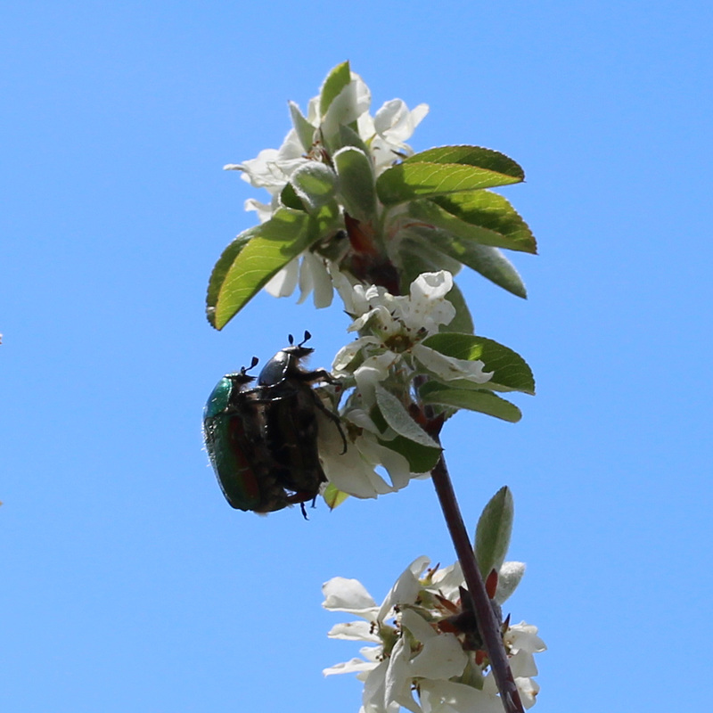 Zu zweit ist der Frühling noch schöner !