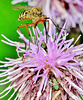Things on Thistles 4