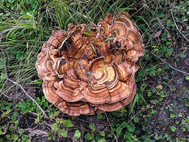 20150909 191538Hw [D~LIP] Riesenporling (Meripilus giganteus), Landschaftsgarten, Bad Sazluflen