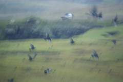 birds in the rain