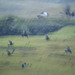 birds in the rain