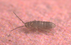 stackEF7A1645-6stackspringtail