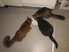 Three cats eating together