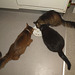 Three cats eating together