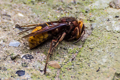 European Hornet - DSB 0136-3