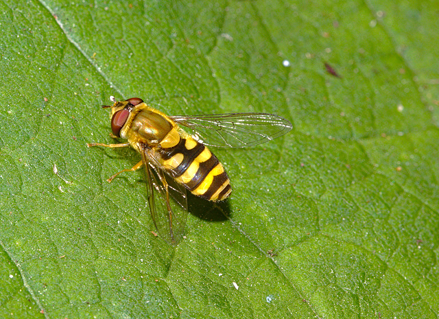 Hoverfly IMG_1449
