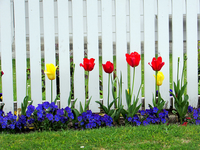 #45 - Eunice Perkins - Tulip Fence - 11̊ 5points