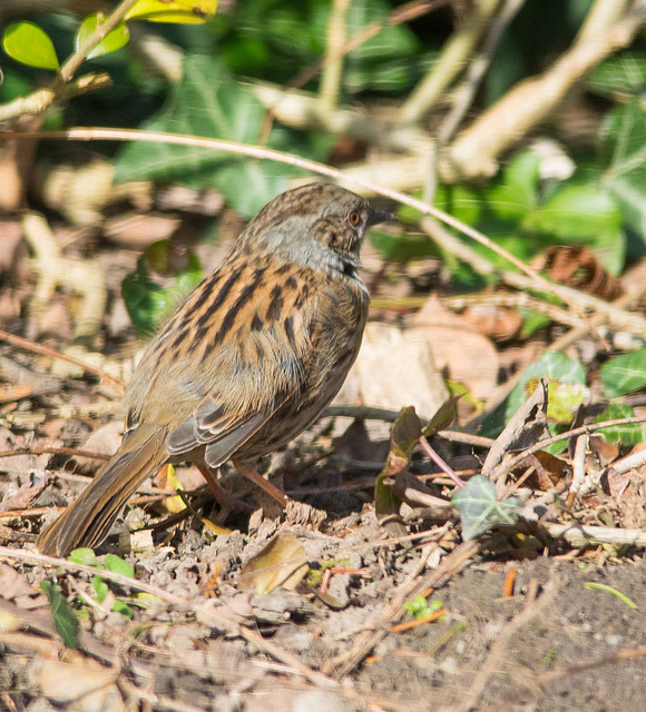 Dunnock (1)