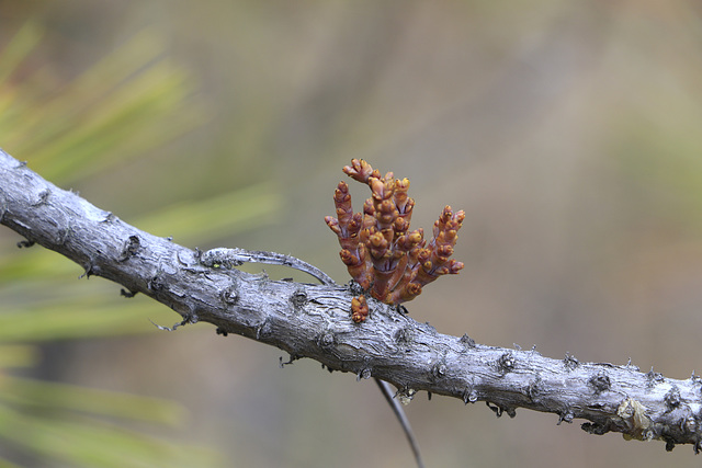 Western Dwarf Mistletoe