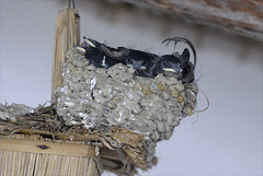 Punky swallow? Penedos, Nest