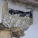 Punky swallow? Penedos, Nest