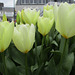 les tulipes ,,,