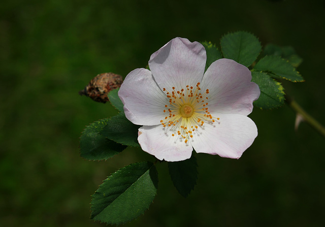 vi saluto con una rosa canina