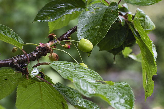 Kirschbaum im Regen