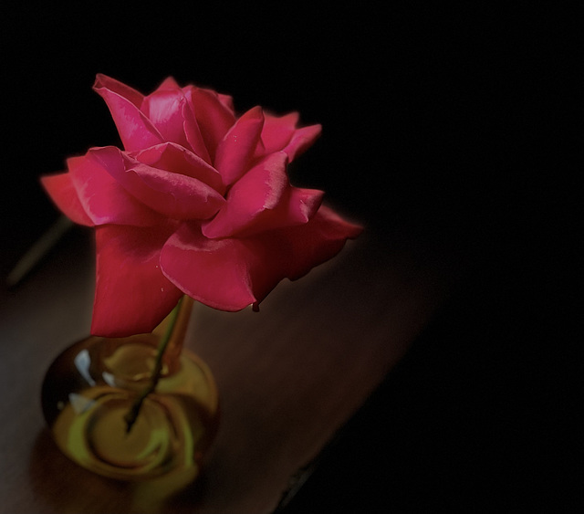 what’s in a rose