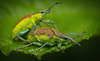Der Gelbbandrüssler (Chlorophanus viridis) bei der Paarung :)) The yellow-banded weevil (Chlorophanus viridis) during mating :)) Le charançon à bandes jaunes (Chlorophanus viridis) pendant l'accouplement :))