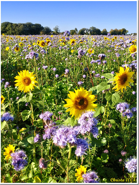Champ en habit fleuri Champ en habit fleuri