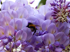 Flores de la pluma y moscardón