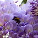 Flores de la pluma y moscardón