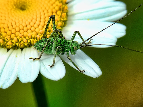 Grashopper