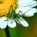 Grashopper