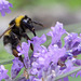 Hummel im Lavendel