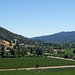 CA-29 vineyards (#1006)