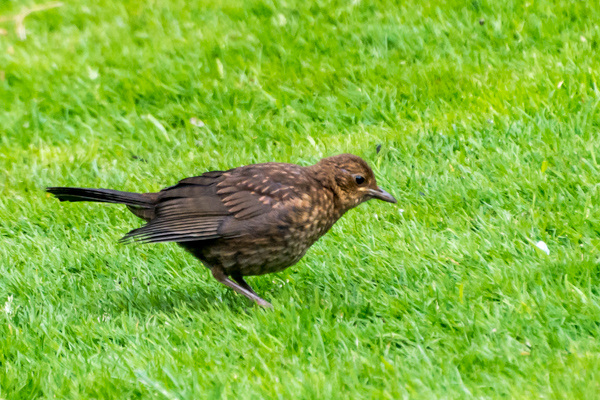 Song Thrush-DSB 0143