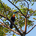 Channel-billed Toucan, Brasso Seco trip, afternoon