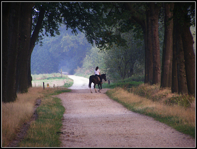 Gallop training